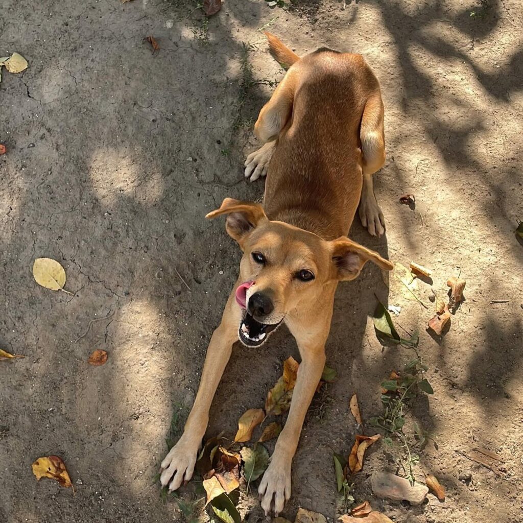 Зооволонтери Болграда розшукують чоловіків та дівчину, які били собаку палкою та камінням: допоможіть опізнати правопорушників (відео)