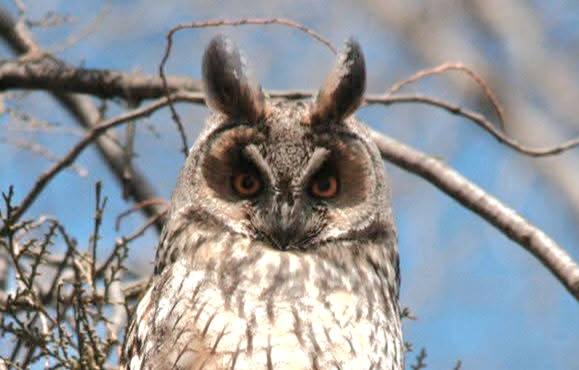 У центрі міста Татарбунари вже понад 25 років зимує зграя вухатих сов