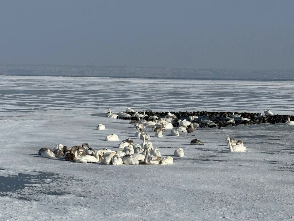 Лебеді на крижаних озерах: чи загрожує життю птахів крига і холод та як їм допомогти?