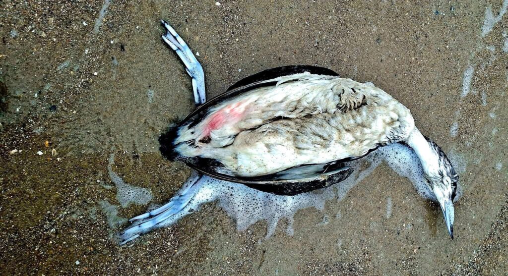 Олія в морі продовжує вбивати птахів на чорноморському узбережжі