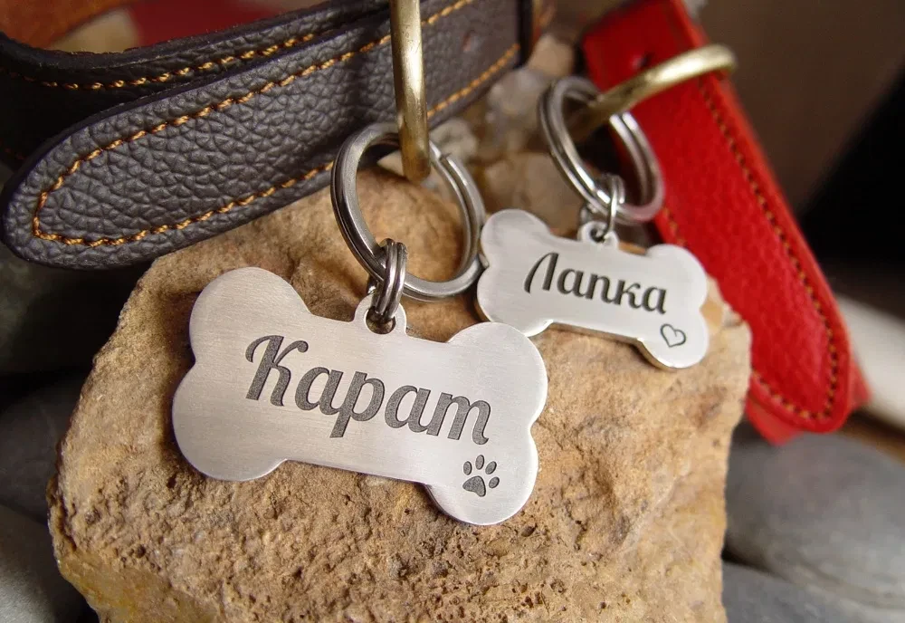 Спосіб не втратити друга: чому ця дрібниця має бути на кожному нашийнику