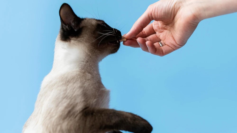 Чому кіт відмовляється від смаколиків: основні причини та рішення