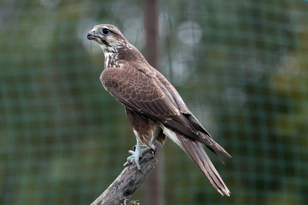 Як відновлюється Тарутинський степ: у дику природу випустили найшвидшого денного хижака серед птахів Євразії