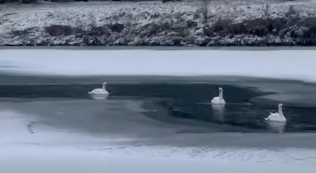 У Білгород-Дністровському районі прикордонники врятували лебедя з крижаної пастки