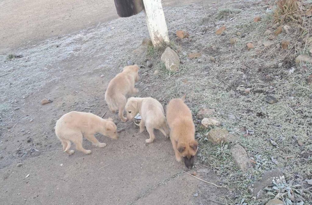 Проблема безпритульних тварин у Рені: між емоціями і реальністю