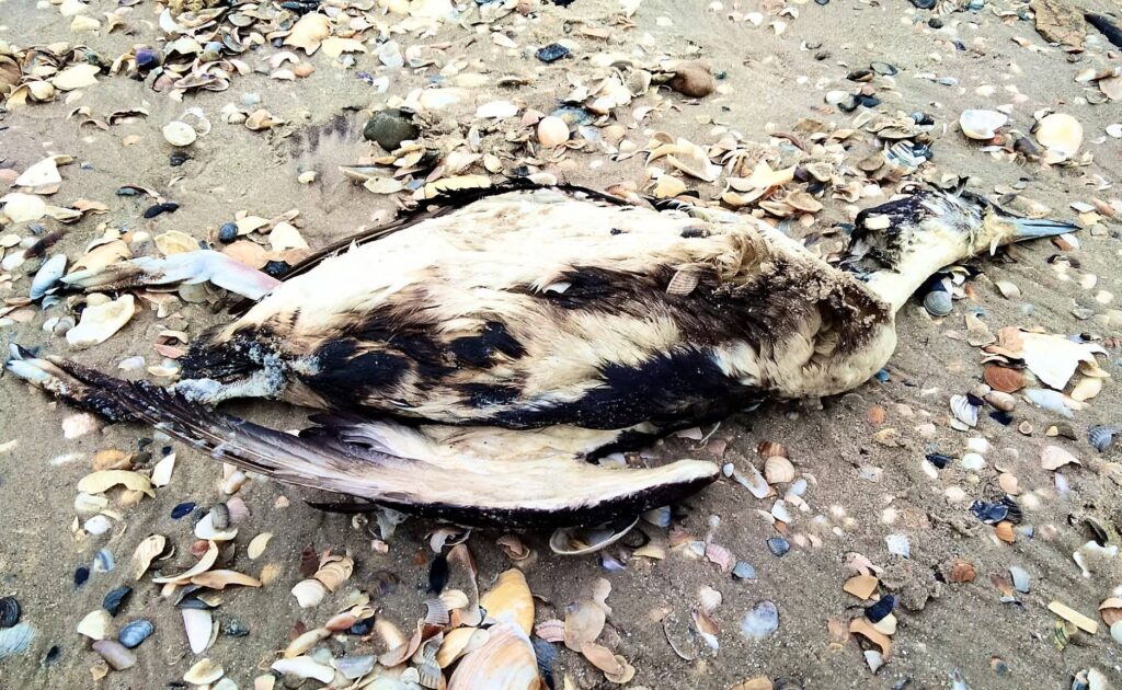 У Тузлівських лиманах знову знаходять птахів, що загинули через забруднення мазутом