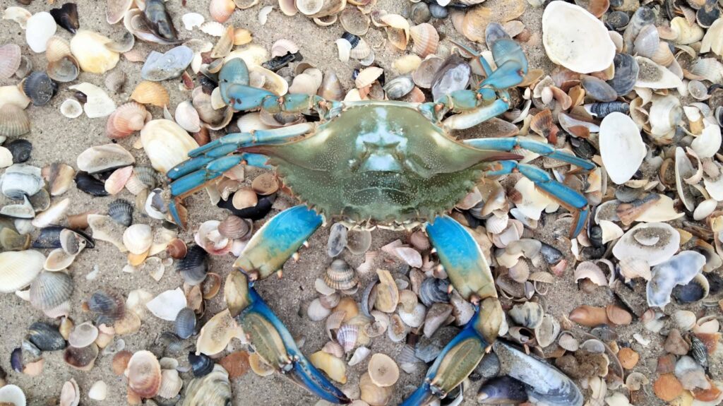 Красивий, але небезпечний: у Чорному морі з’явився блакитний краб