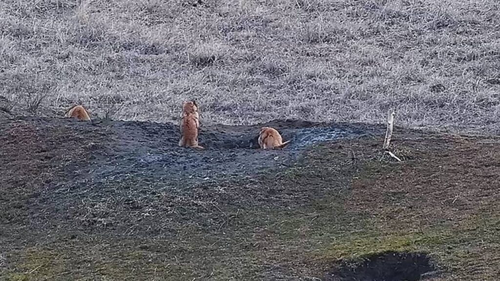 У «Тарутинському степу» після зимової  сплячки прокинулися бабаки: фото та відео 