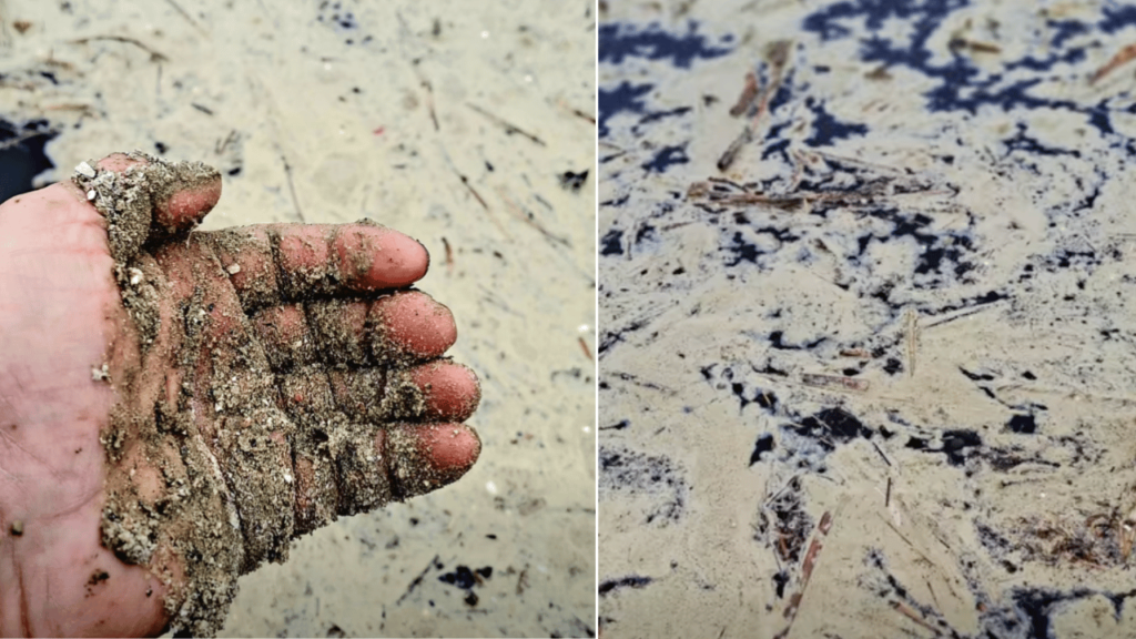 Узбережжя Тузлівських лиманів покрилося плямами соняшникової олії: на берег викидає морських жителів