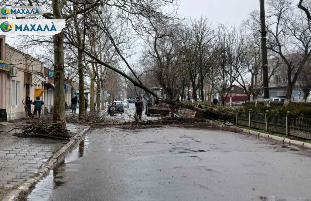 Мешканців Болграда просять обирати безпечні маршрути через падіння дерев