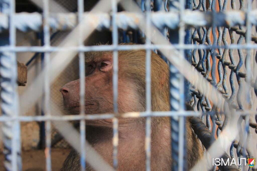 Ізмаїльська станція юних натуралістів: місце, де рятують тварин і навчають любити природу