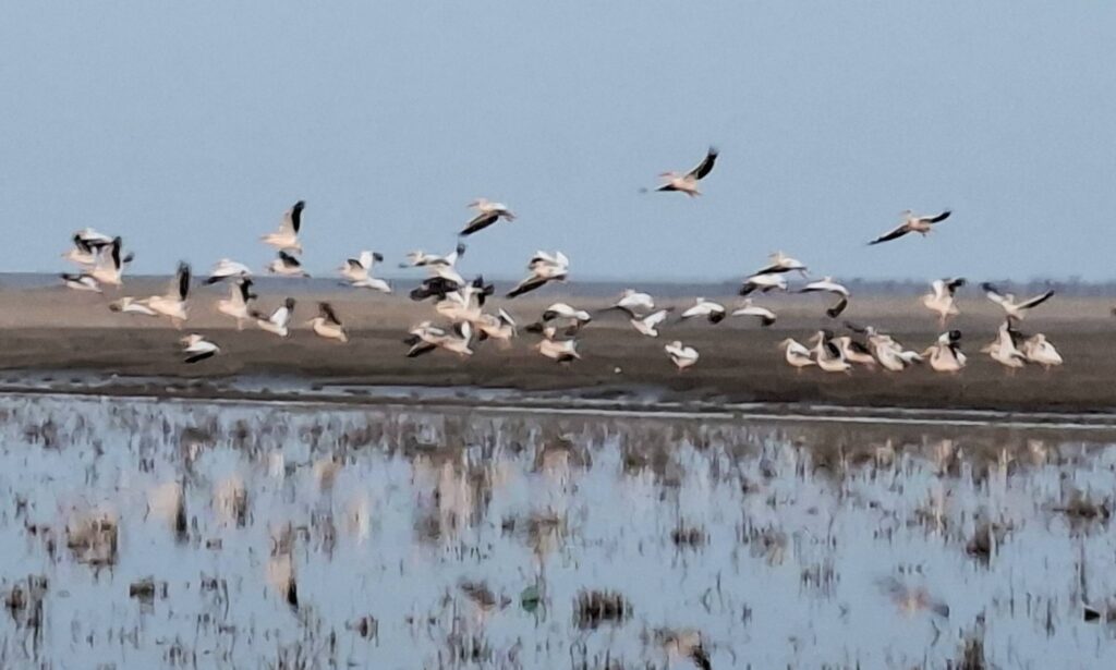 До Тузлівських лиманів після зимівлі повернулися рожеві пелікани, їх зустріло сміттєзвалище