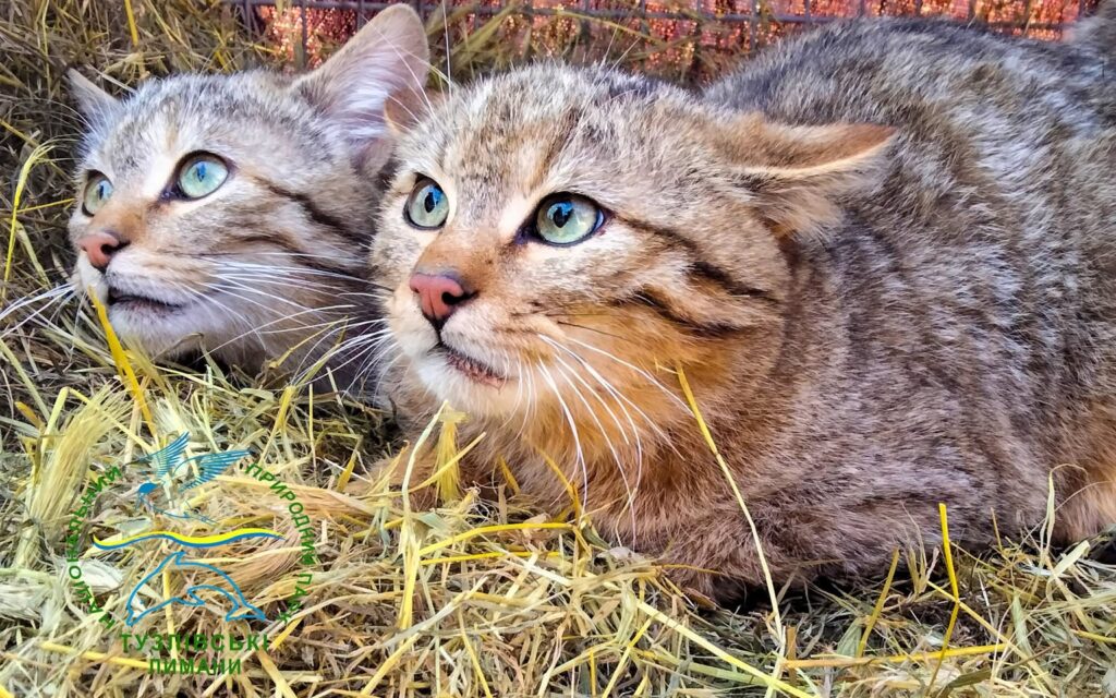 Вирощених в Ізмаїлі лісових котів випустили у нацпарку «Тузлівські лимани»