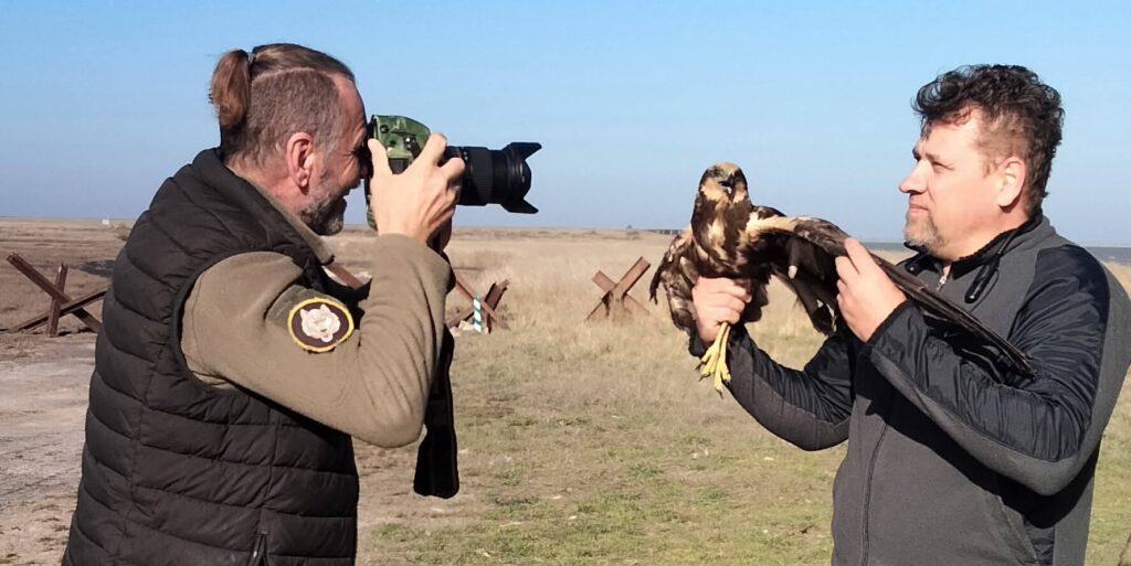 Врятованого в Ізмаїлі хижого птаха випустили на волю в нацпарку “Тузлівські лимани”