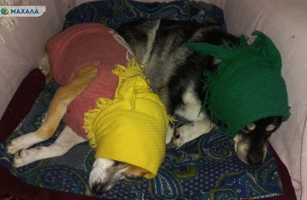 Бела вижила: Ізмаїл сколихнула звістка про масове отруєння тварин