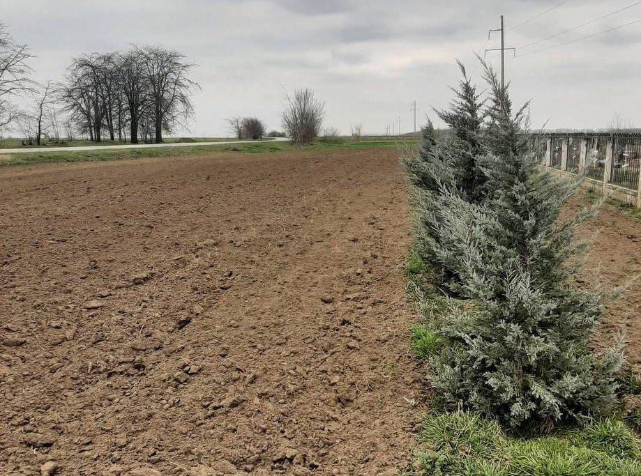 У Криничному відновлюють зелені насадження: вже висадили понад 2 тисячі дерев