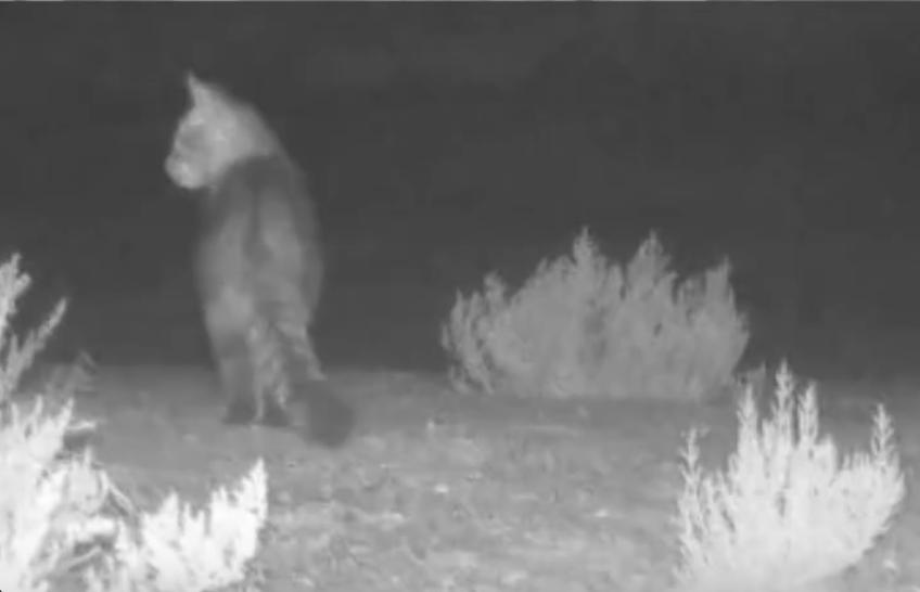 У «Тузлівських лиманах» знову зафіксували диких лісових котів (відео)