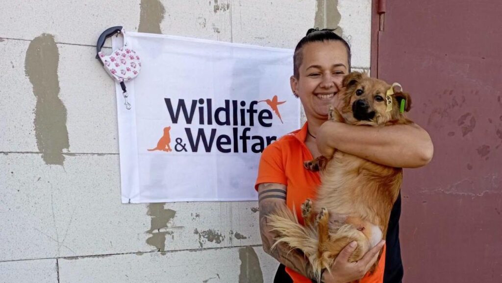 В Ізмаїлі за тиждень стерилізували понад 170 безпритульних тварин: допоміг міжнародний фонд