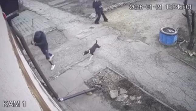 Чоловік, який жорстоко побив собаку у Болграді, отримав вирок суду