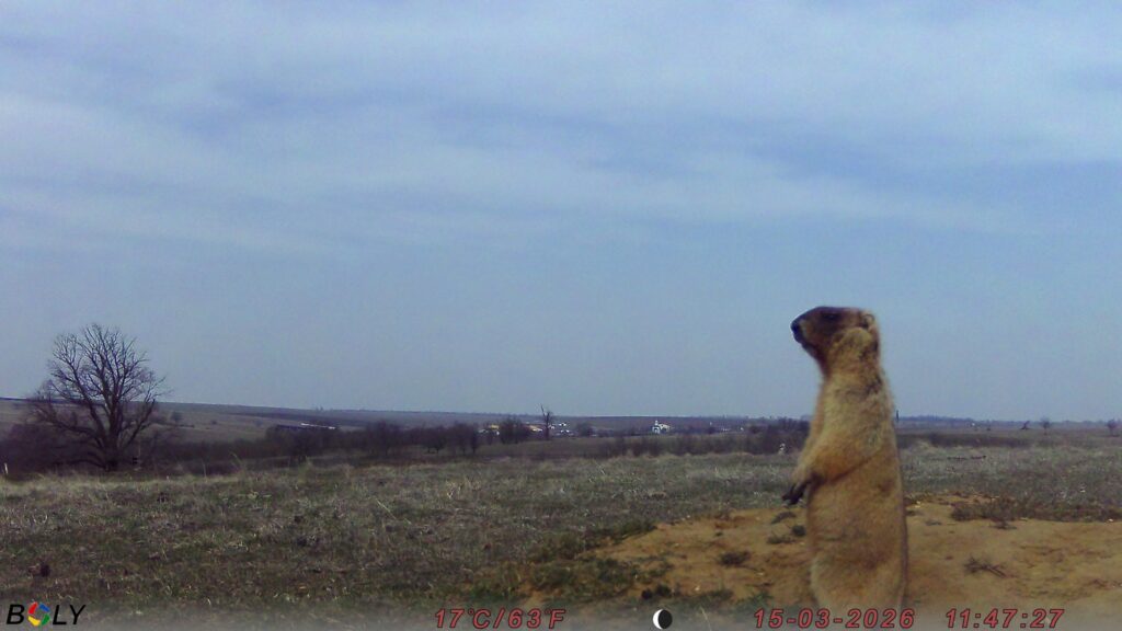 У Тарутинському степу фотопастки зафіксували колонію бабаків: популяція відновлюється