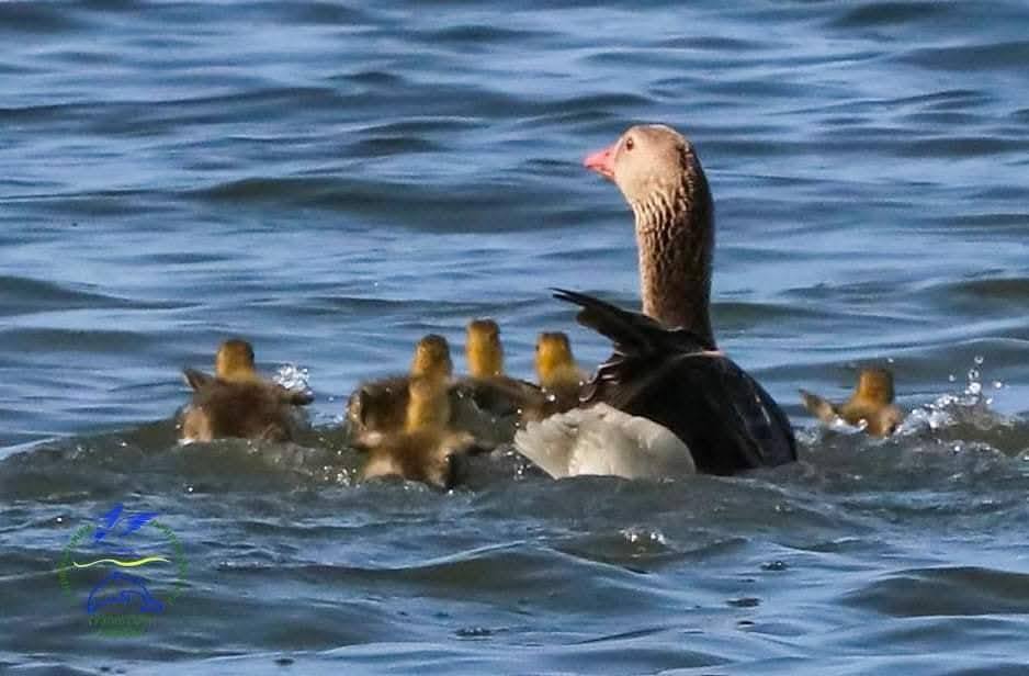 У нацпарку Тузлівські лимани з’явилися перші пташенята 2026 року