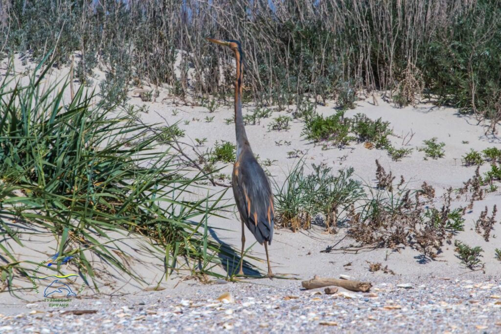 У Тузлівських лиманах помітили дуже рідкісного птаха