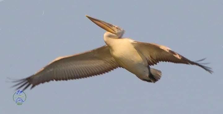 Над Тузлівськими лиманами зафіксували подорож кучерявого пелікана з GPS-трекером