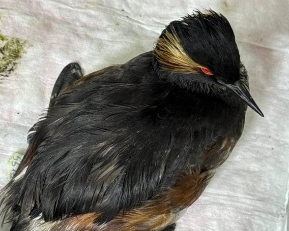 Екологічна загроза для Одещини: нафтова пляма в Чорному морі може дістатися узбережжя