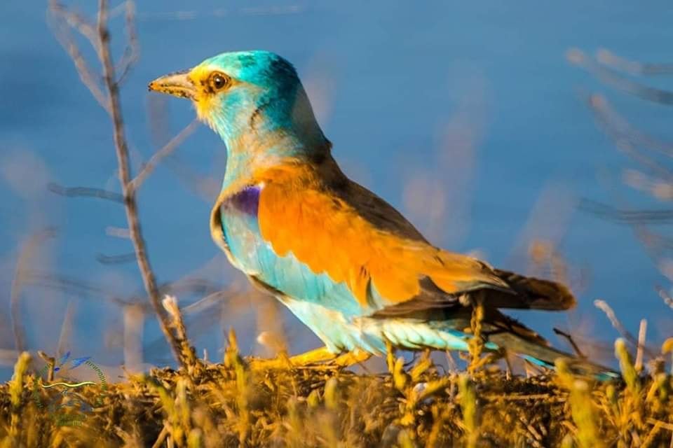 До нацпарку Тузлівські лимани у пошуках місця для гніздування повернувся рідкісний червонокнижний птах