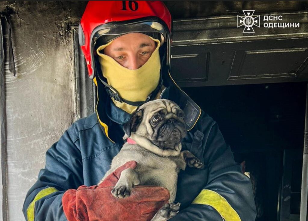У Білгород-Дністровському районі вогнеборці врятували собаку під час пожежі в будинку