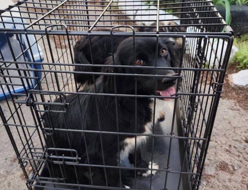 У Шабівській громаді відбулася безкоштовна кампанія зі стерилізації безпритульних тварин: які результати та коли відбудеться наступна&nbsp;