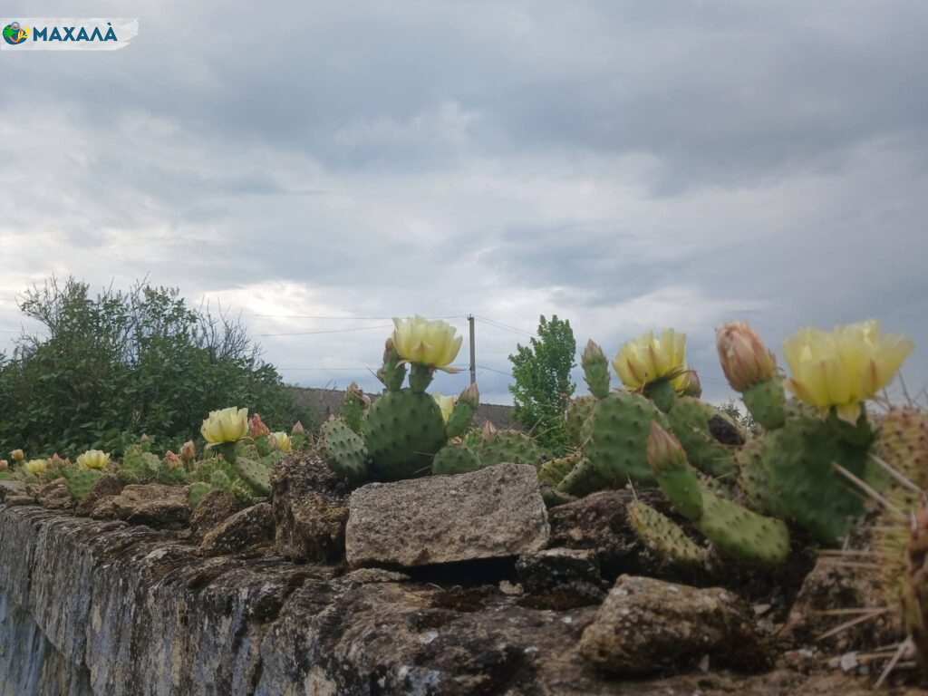 На півдні Одещини розквітли кактуси на парканах