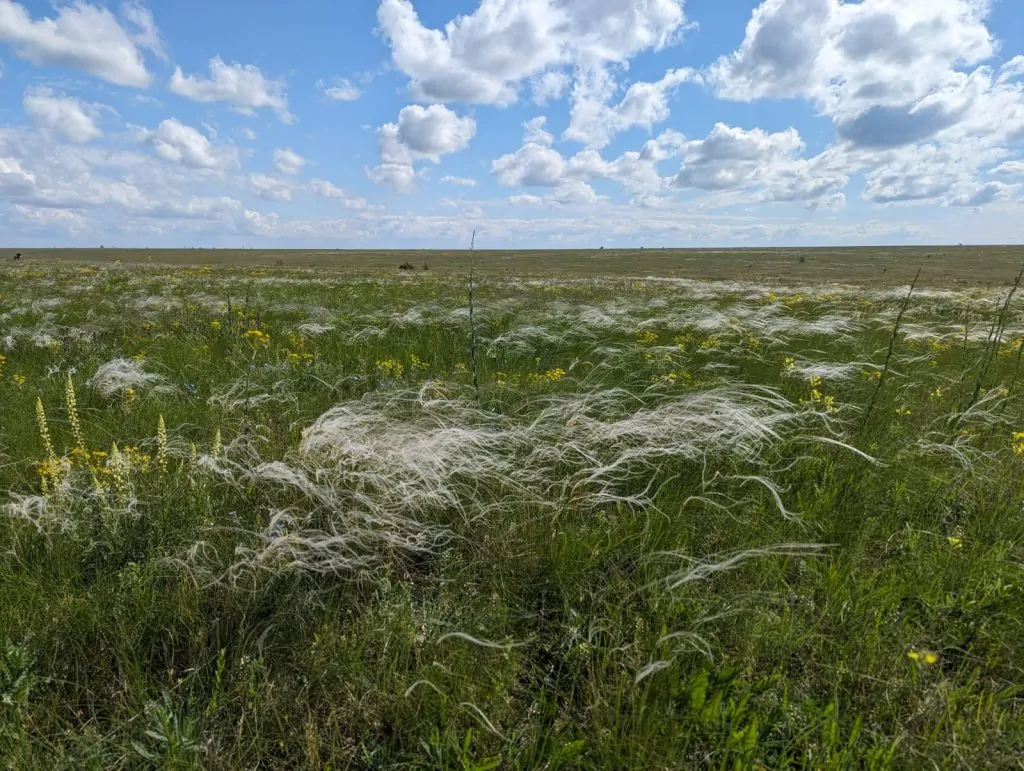 У Болградському районі відновлюватимуть степові пасовища і сіножаті
