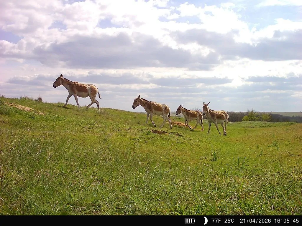 У «Тарутинському степу» фотопастки зафіксували нових мешканців дикої природи
