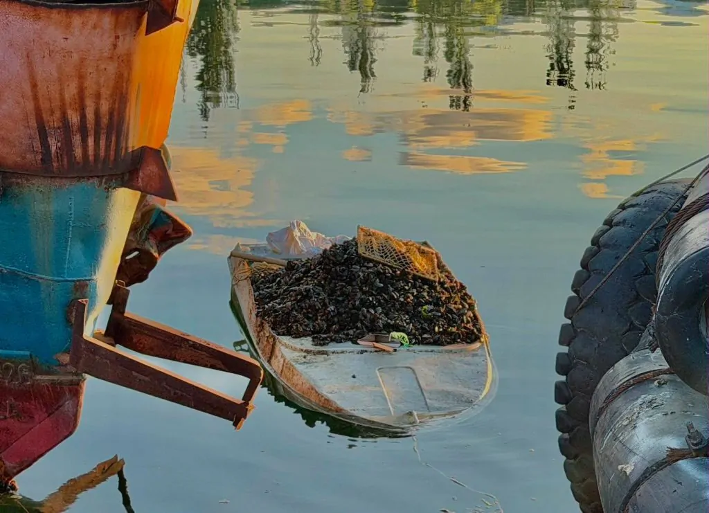 На Одещині чоловік незаконно виловив майже 90 тисяч мідій
