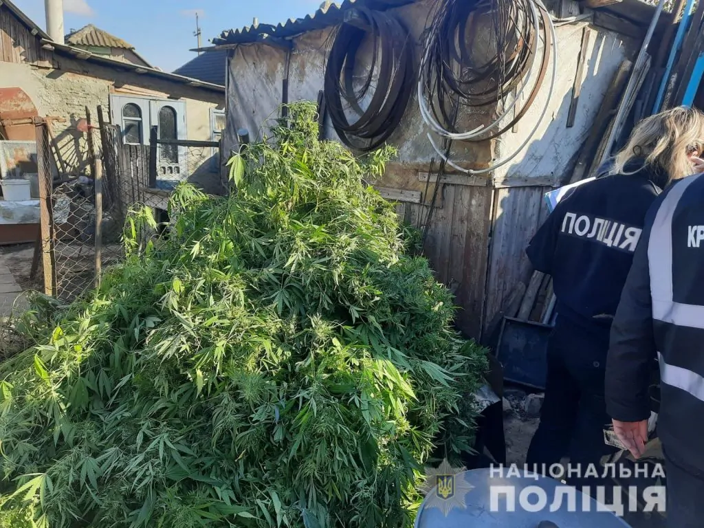 Суд оштрафував жителя Болградської громади, який вирощував коноплю у себе на подвірʼї