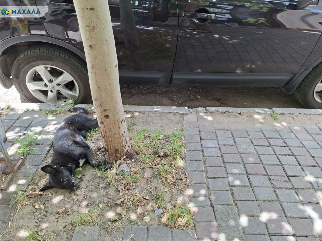 У центрі Болграда невідомі труять безпритульних тварин