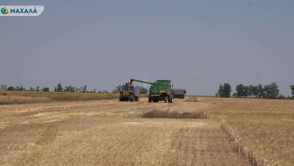 Понад 5 мільйонів тонн зерна: Одещина зібрала рекордний урожай ранніх зернових та зернобобових культур