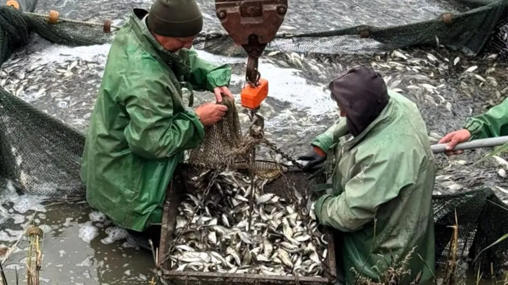 В озера Ялпуг-Кугурлуй випустили понад 320 тисяч мальків риби